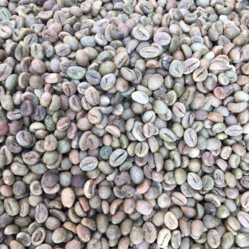 Cleaned Robusta green coffee beans S16